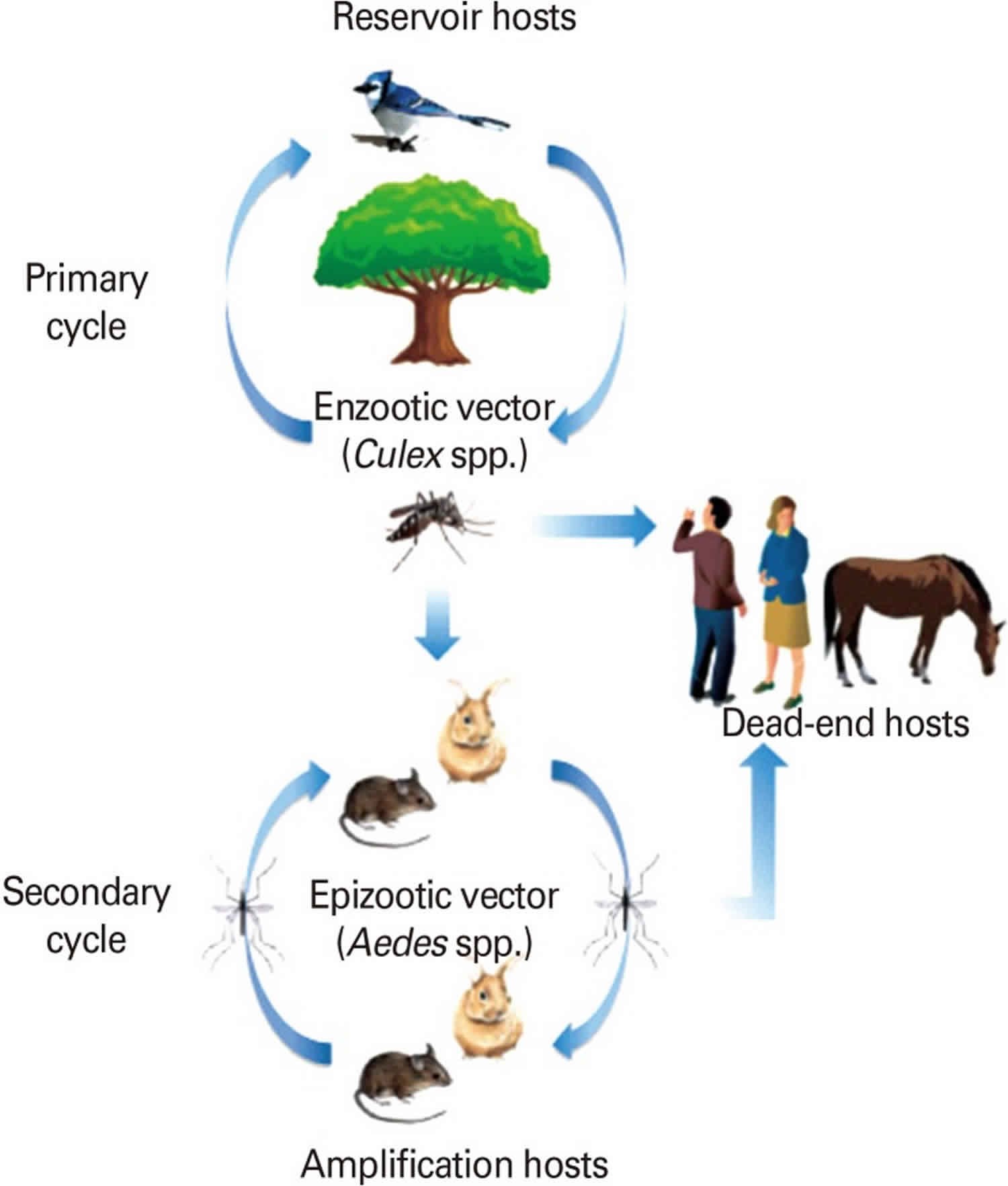 Enzootic and epizootic transmission cycles of Western equine encephalitis virus