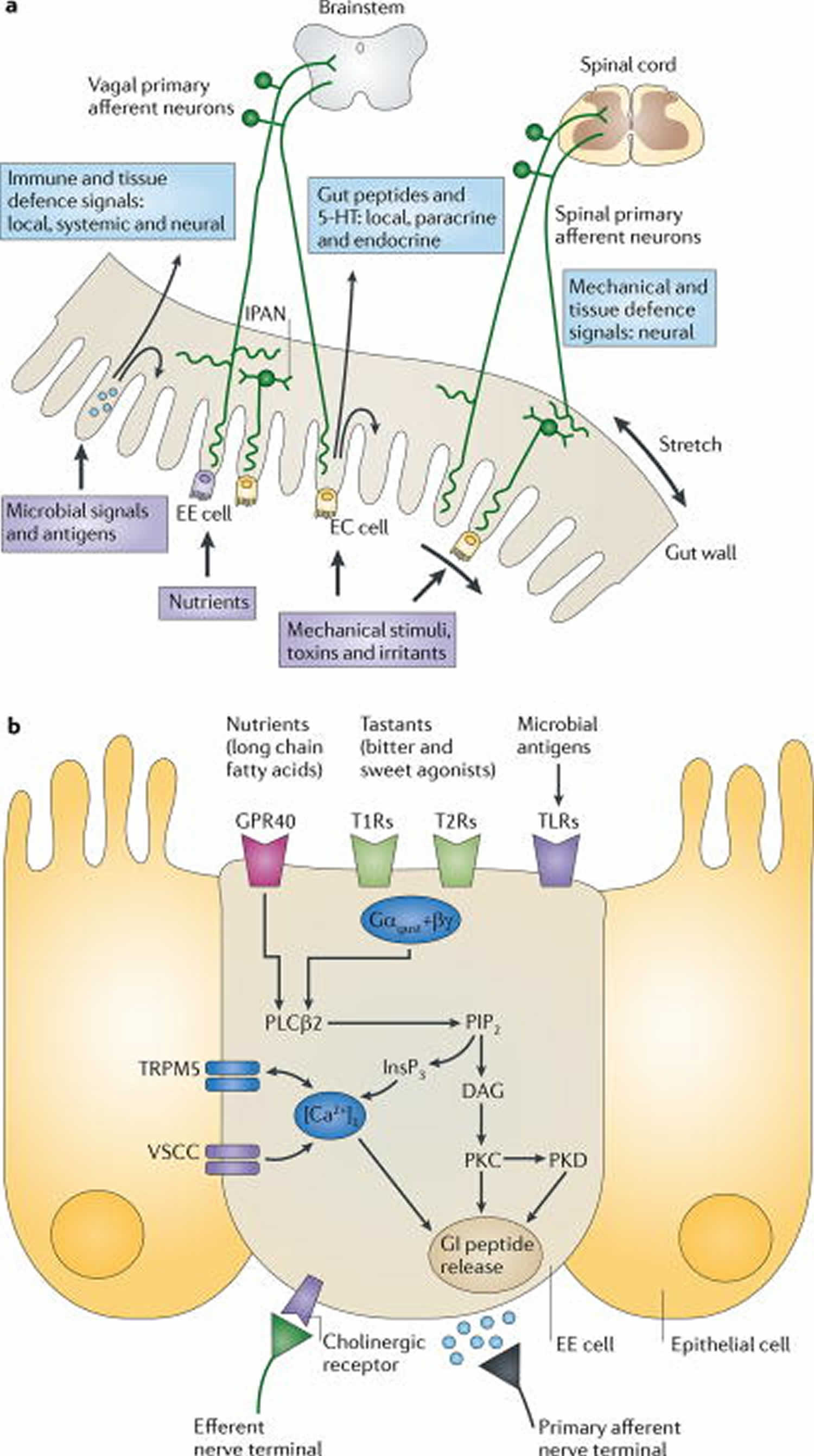 Gut to brain communication