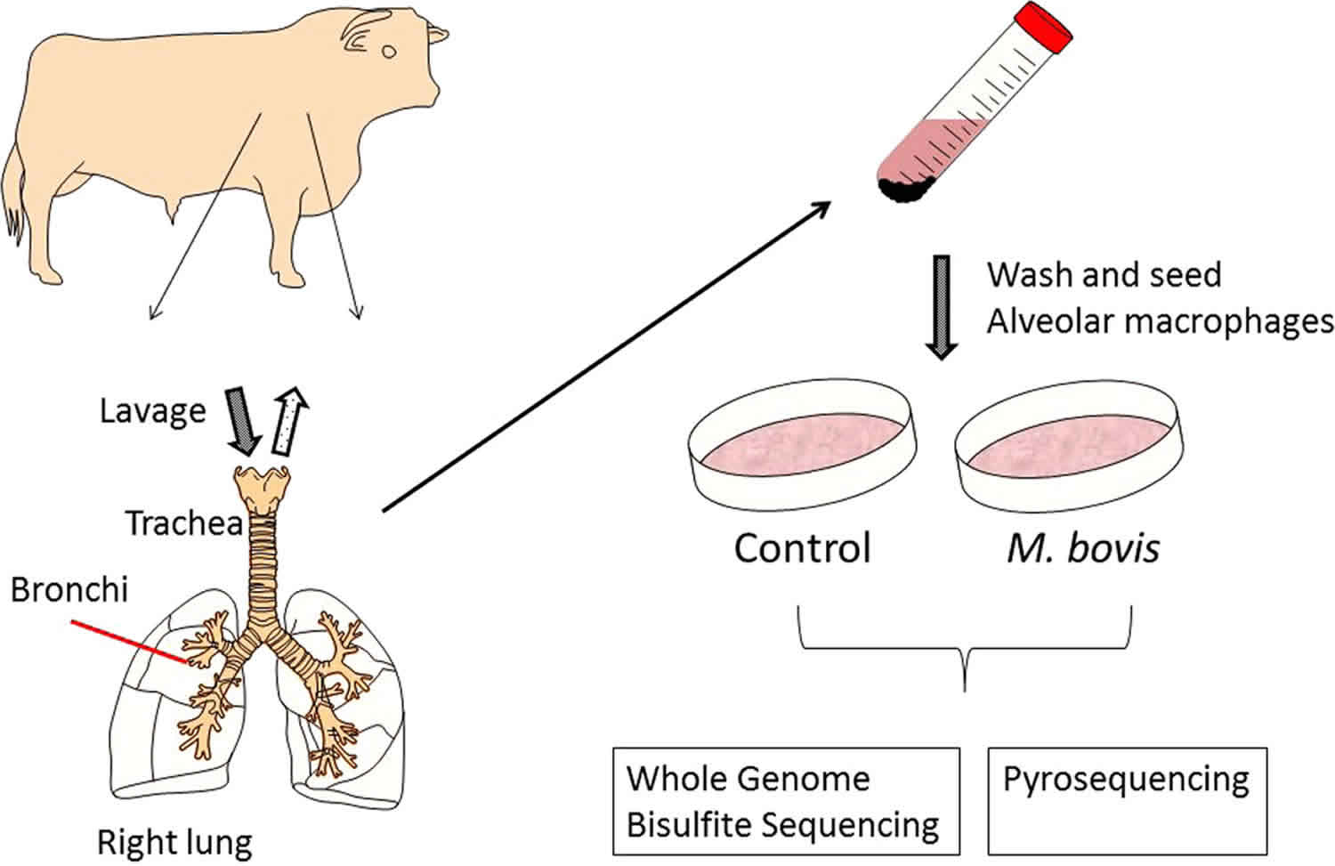 Mycobacterium bovis in humans infection, transmission, symptoms , diagnosis  & treatment