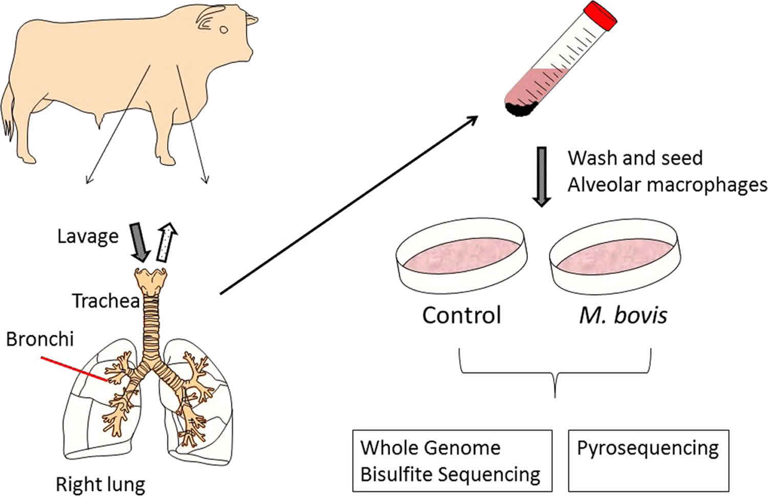 Mycobacterium Bovis In Humans Infection Transmission Symptoms