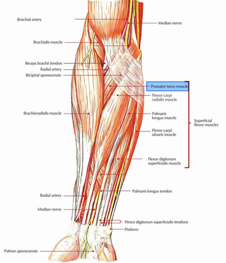 Pronator Teres Syndrome Causes Symptoms Diagnosis Treatment Prognosis