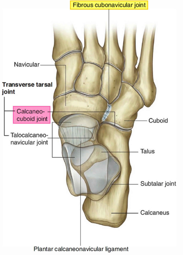 Cuboid Syndrome Causes, Symptoms, Diagnosis & Treatment