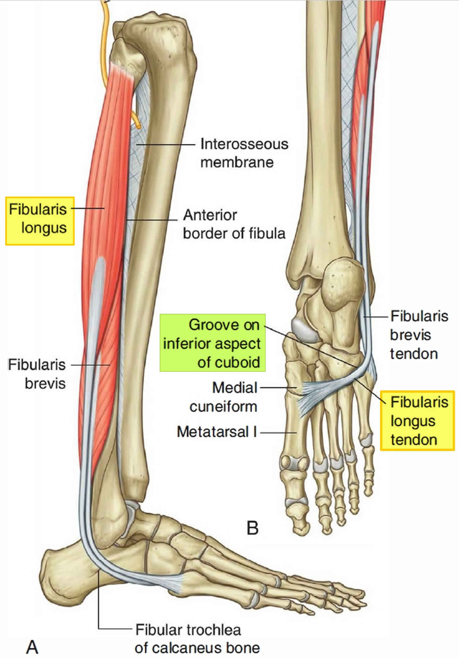 fibularis longus tendon