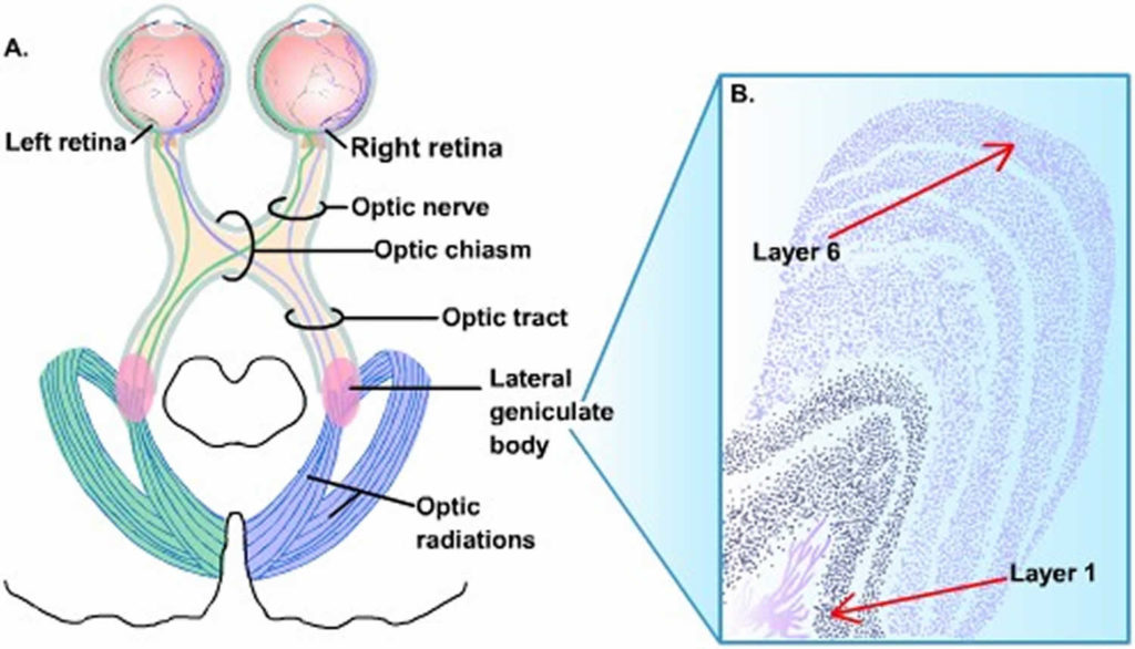 Quadrantanopia definition and causes