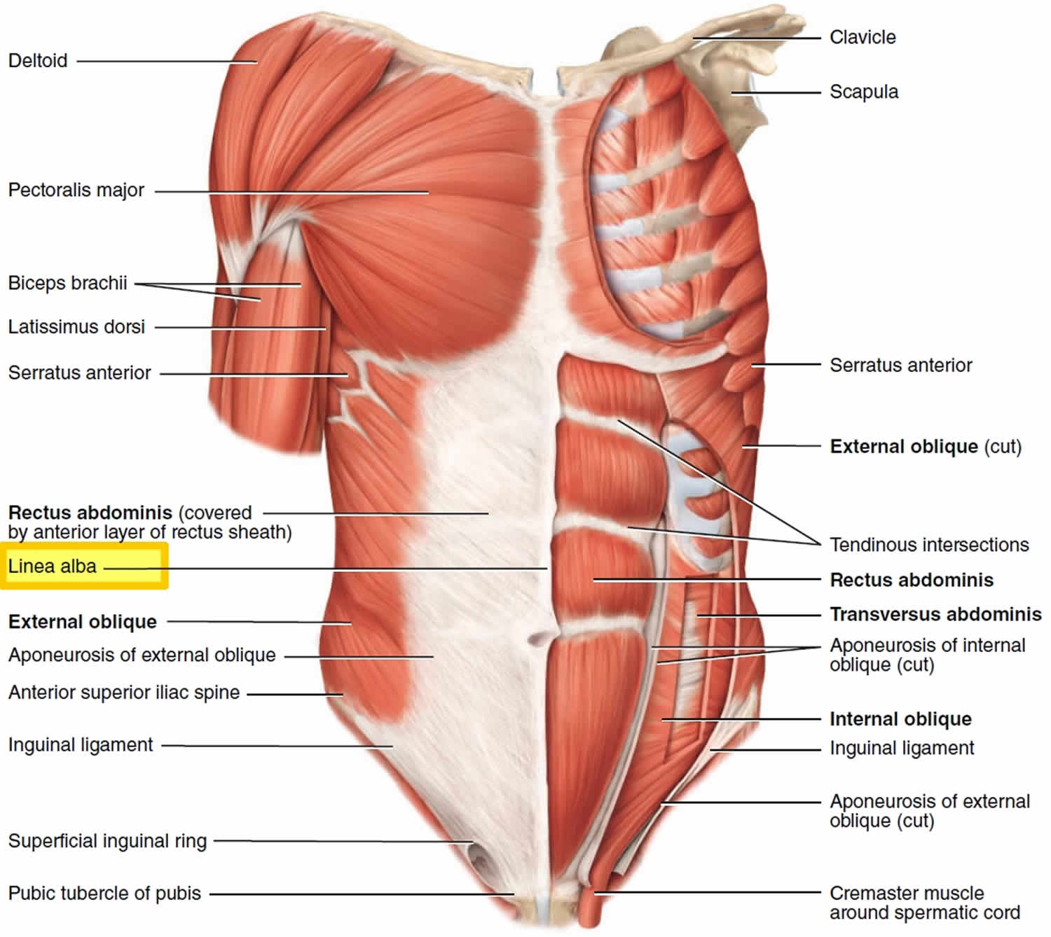 Linea Alba  Complete Anatomy