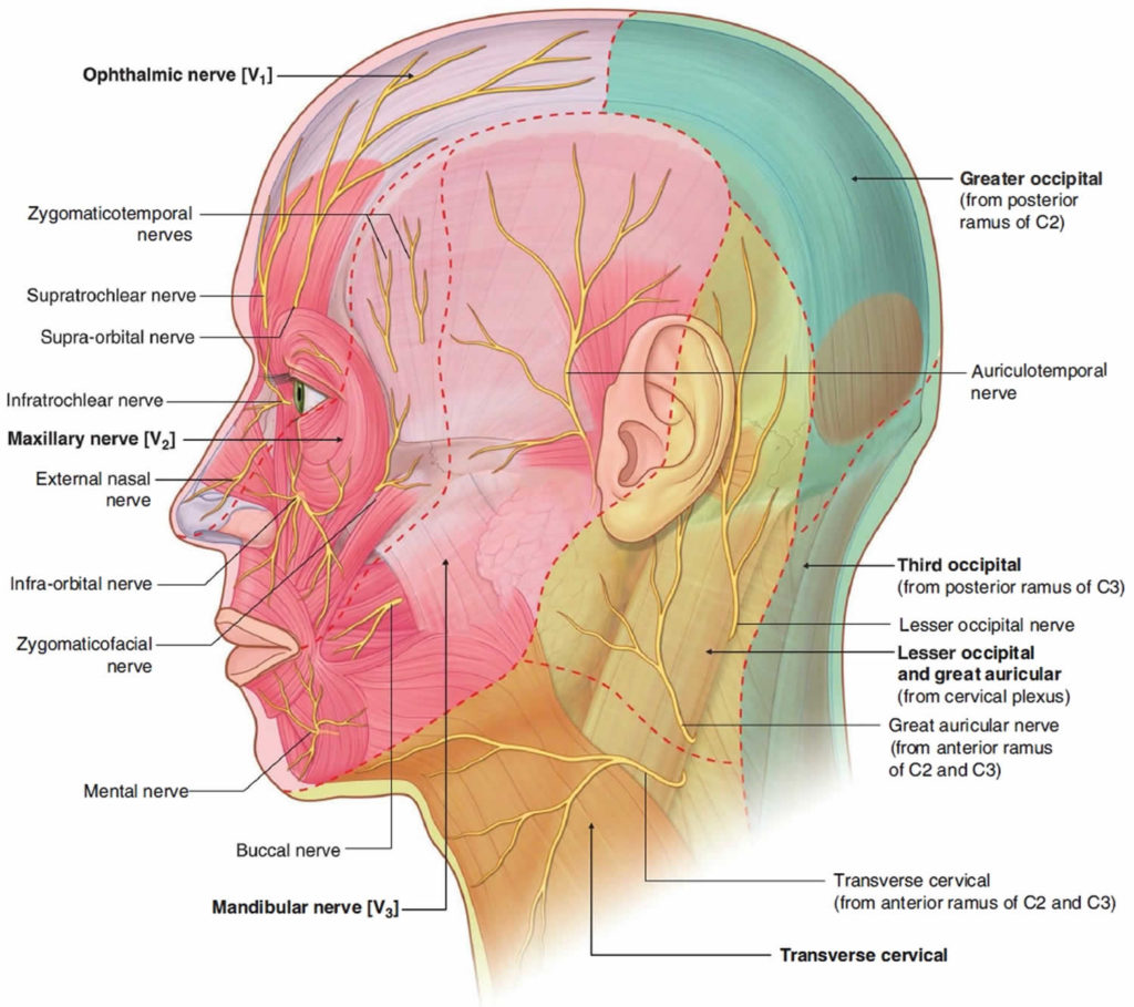 Occipital Neuralgia Causes Symptoms Diagnosis Treatment And Prognosis 0784