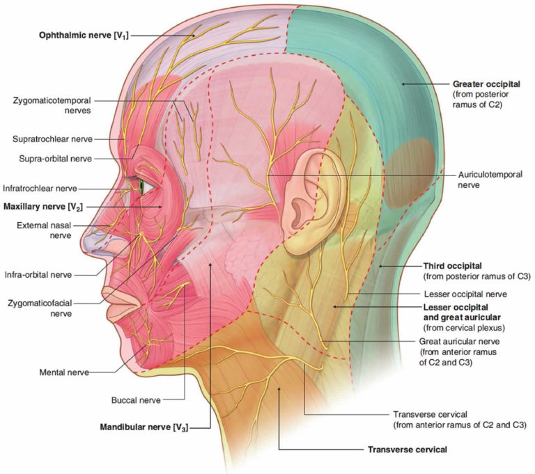 Occipital Neuralgia Causes Symptoms Diagnosis Treatment And Prognosis 1332
