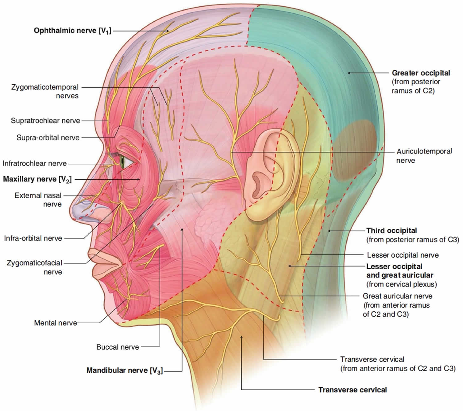 Occipital Neuralgia Causes Symptoms Diagnosis Treatment Prognosis