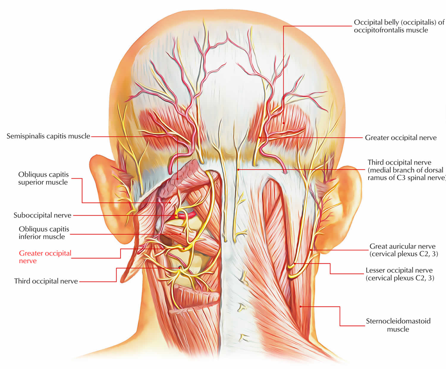 Невропатия затылочного. Nervus occipitalis Minor. Затылочный нерв анатомия. Nervus occipitalis Major. Большие затылочные нервы.
