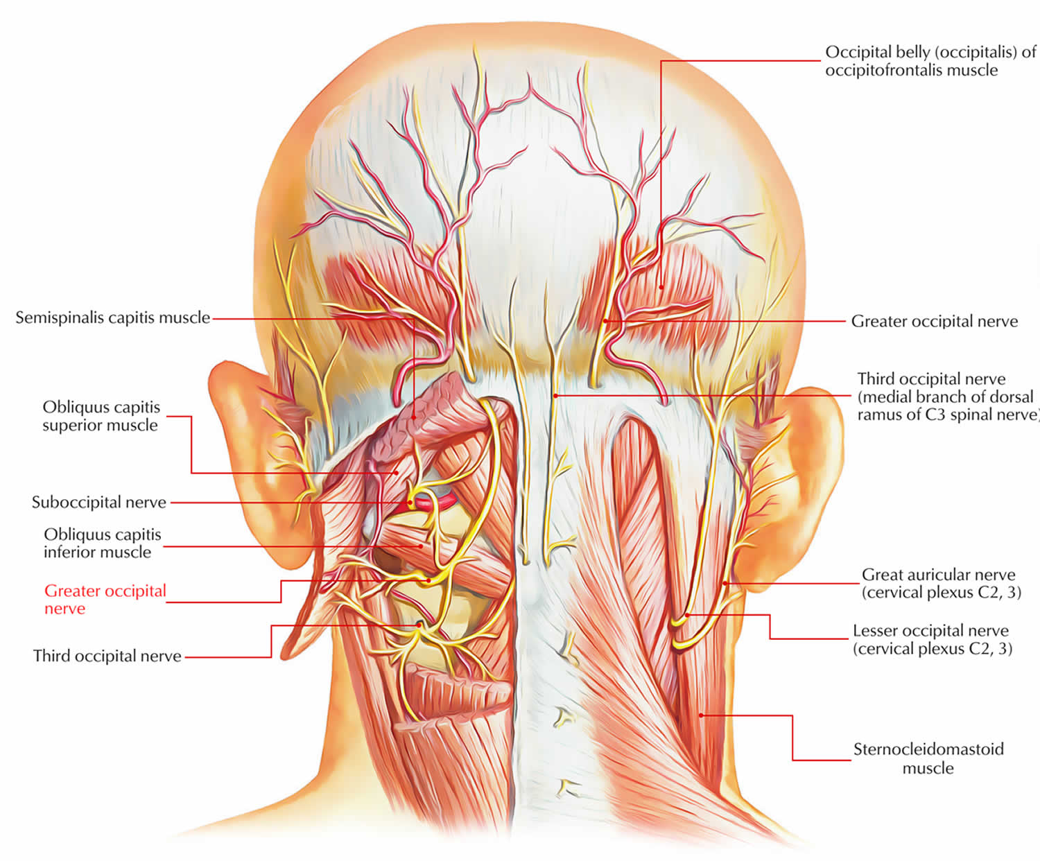 Отметить нерв. Nervus occipitalis Minor. Nervus occipitalis Major.