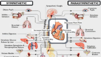 autonomic nervous system diseases