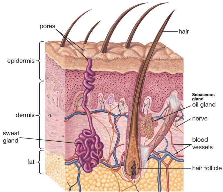 Fordyce Spots Causes Symptoms Diagnosis And Treatment 