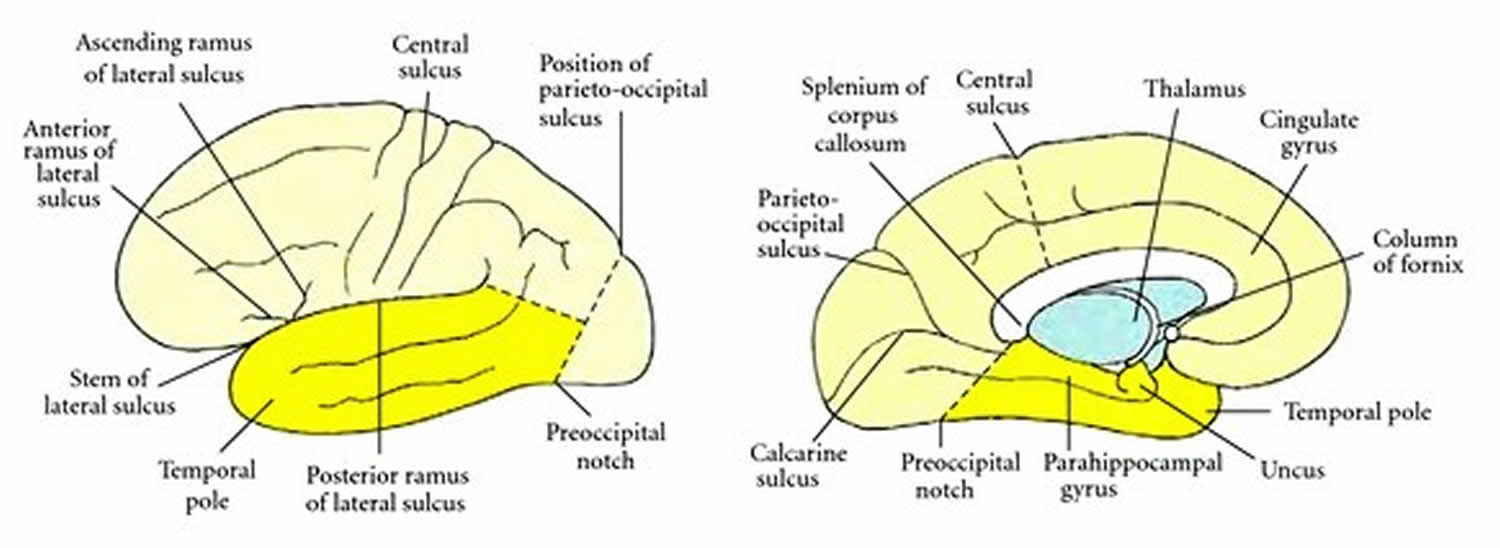 temporal-lobe-function-anatomy-info