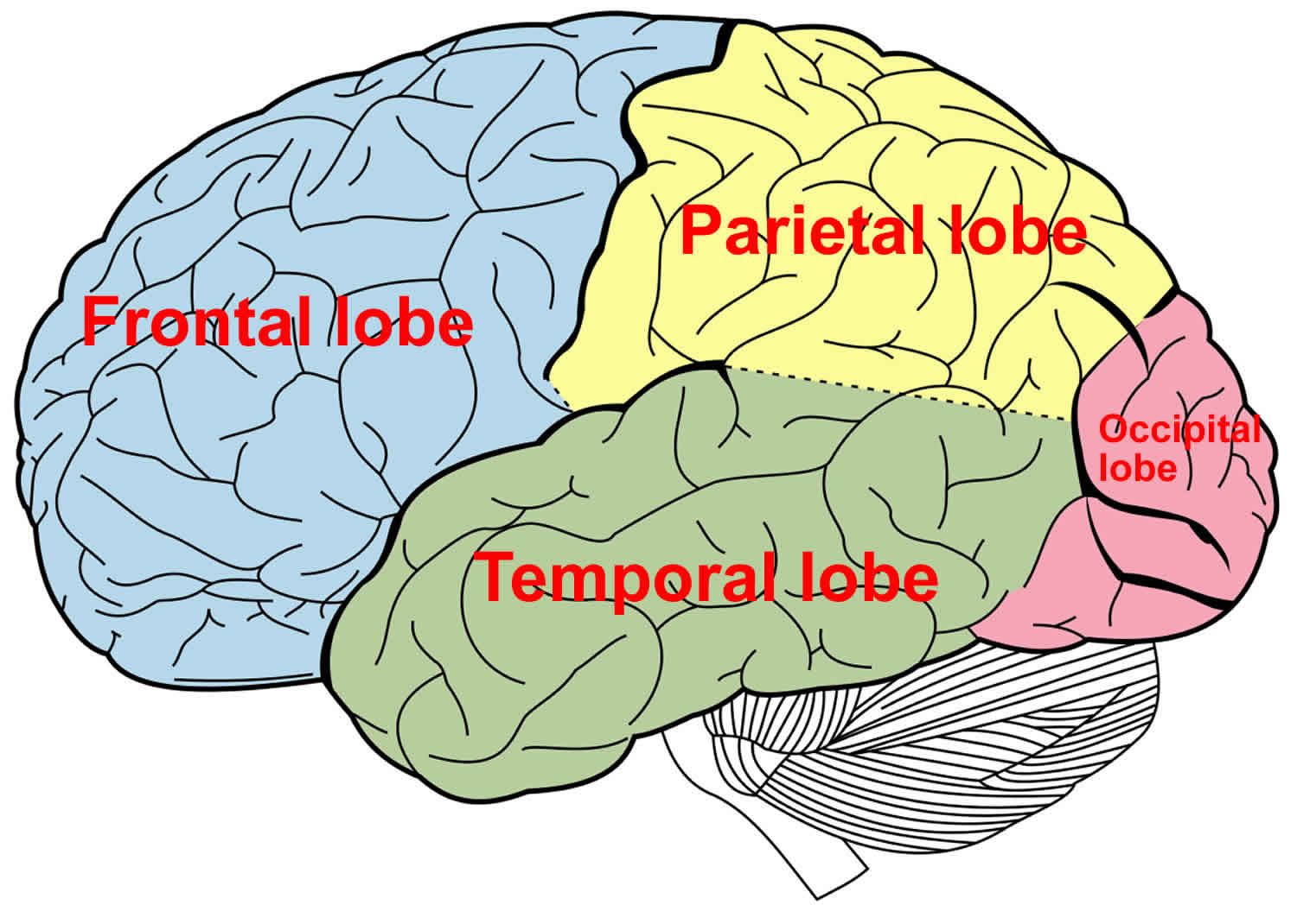 Lobus Temporal