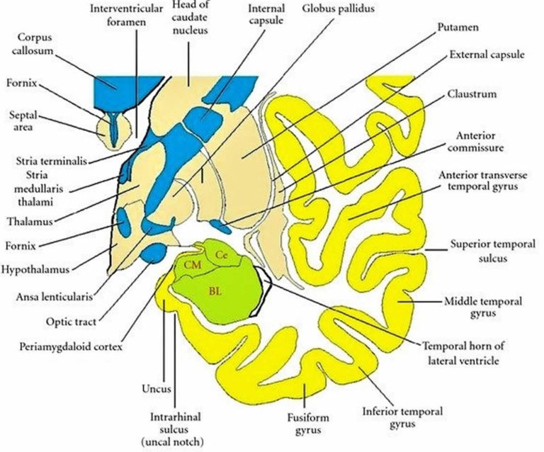 Temporal Lobe Epilepsy Causes Symptoms Diagnosis Treatment And Prognosis 8805