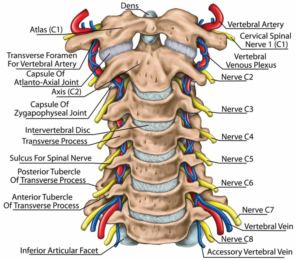 Upper Cervical Anatomy