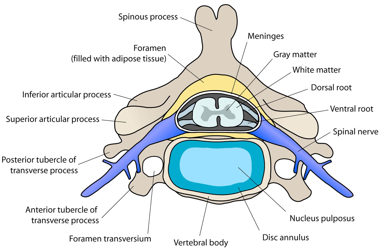 cervical-kyphosis-causes-symptoms-diagnosis-treatment