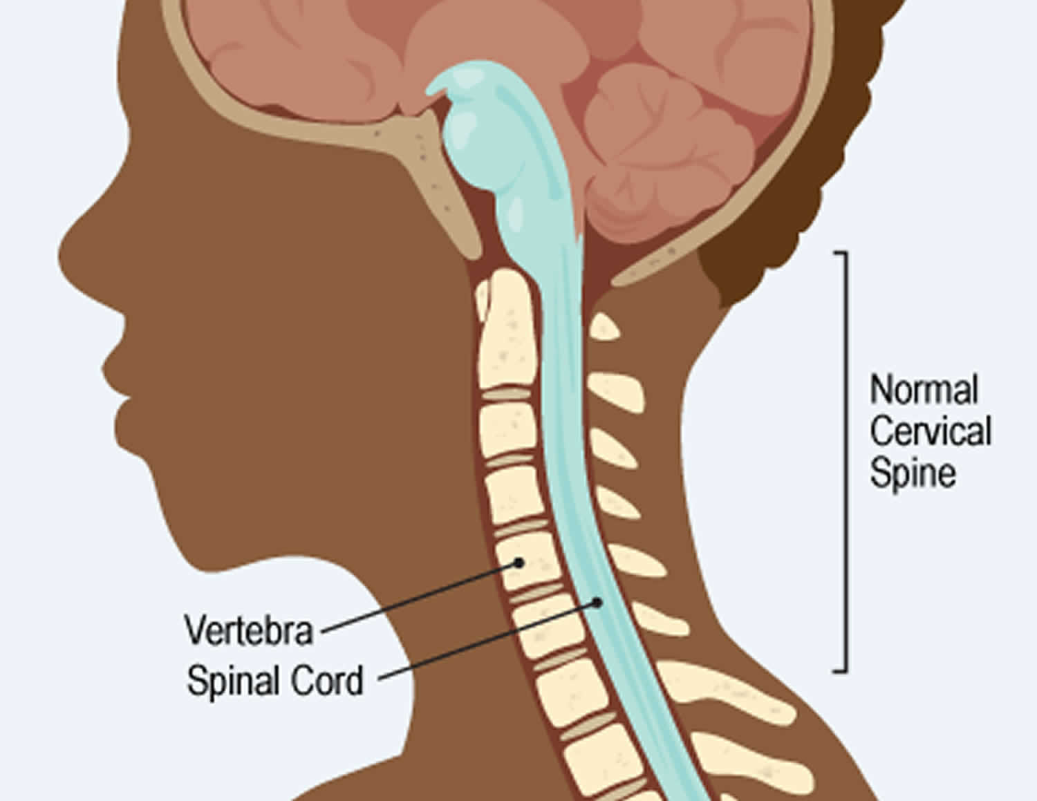 Cervical Spine Meaning In English