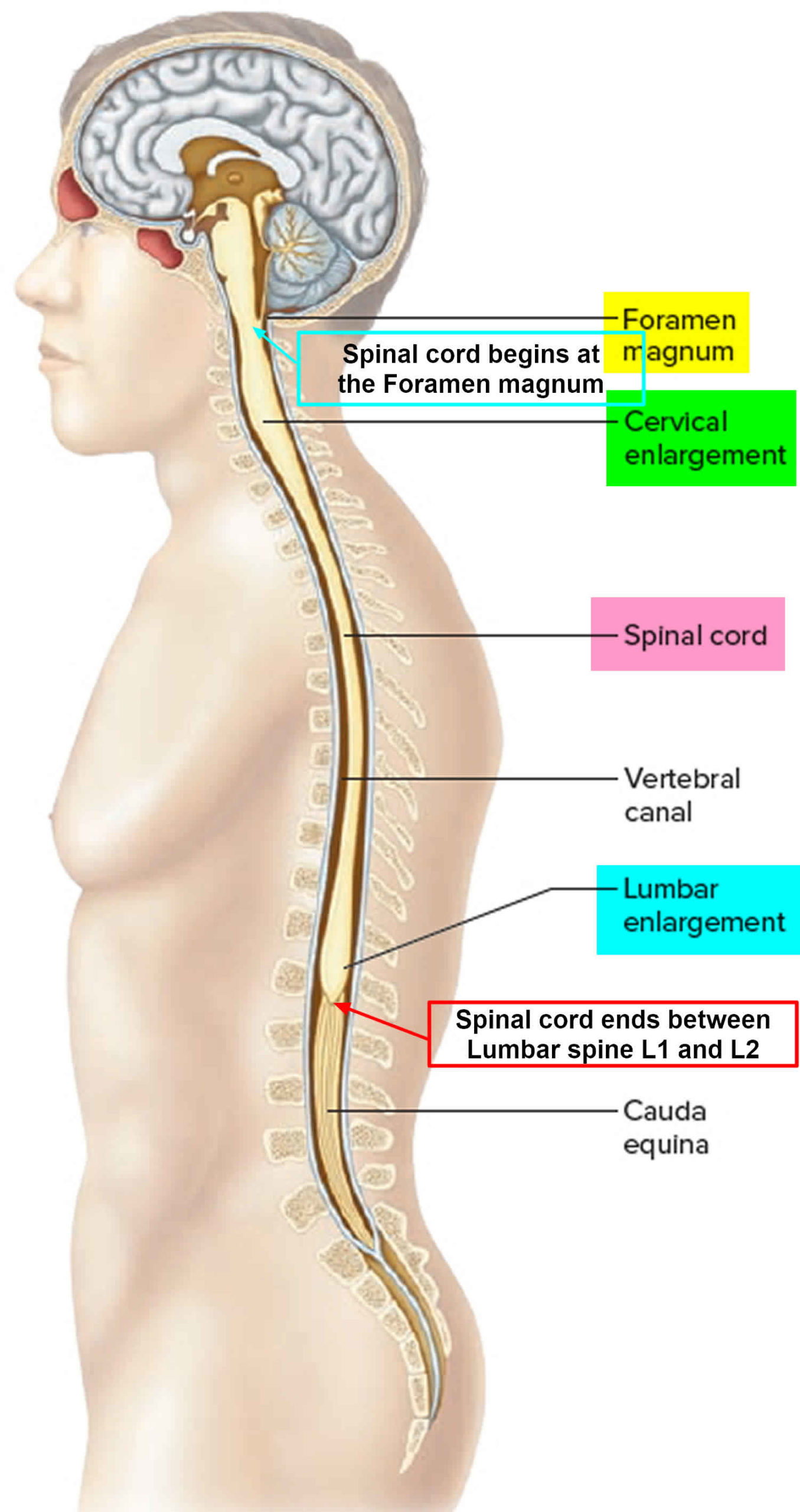 cervical-kyphosis-causes-symptoms-diagnosis-treatment