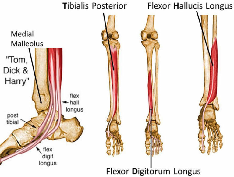 Tendon Transfer Surgery