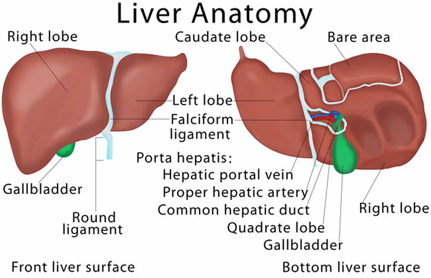 Liver Anatomy 