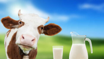 bovine somatotropin