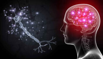 brain plasticity