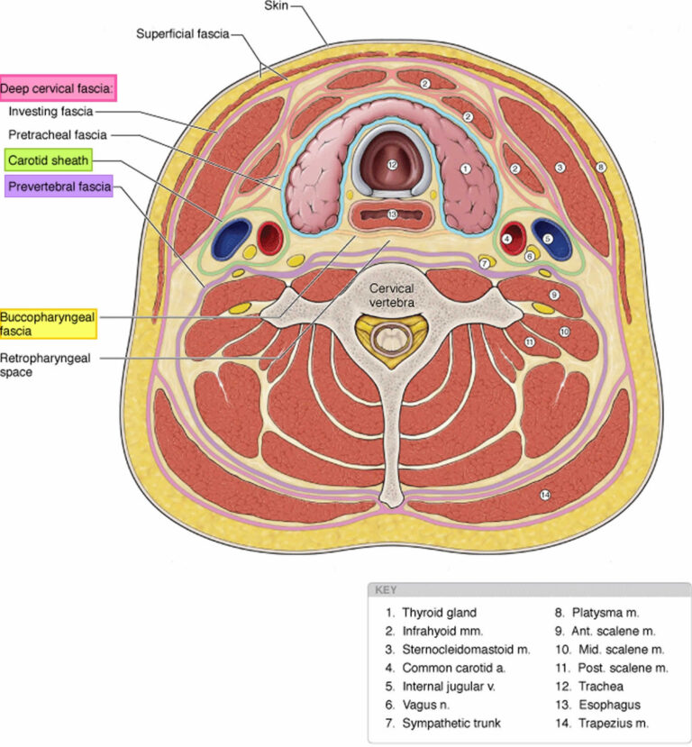 Deep neck infection causes, symptoms, diagnosis, treatment & prognosis