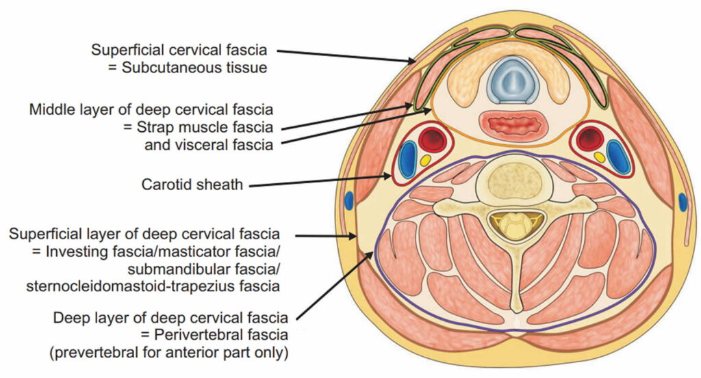 Deep neck infection causes, symptoms, diagnosis, treatment & prognosis