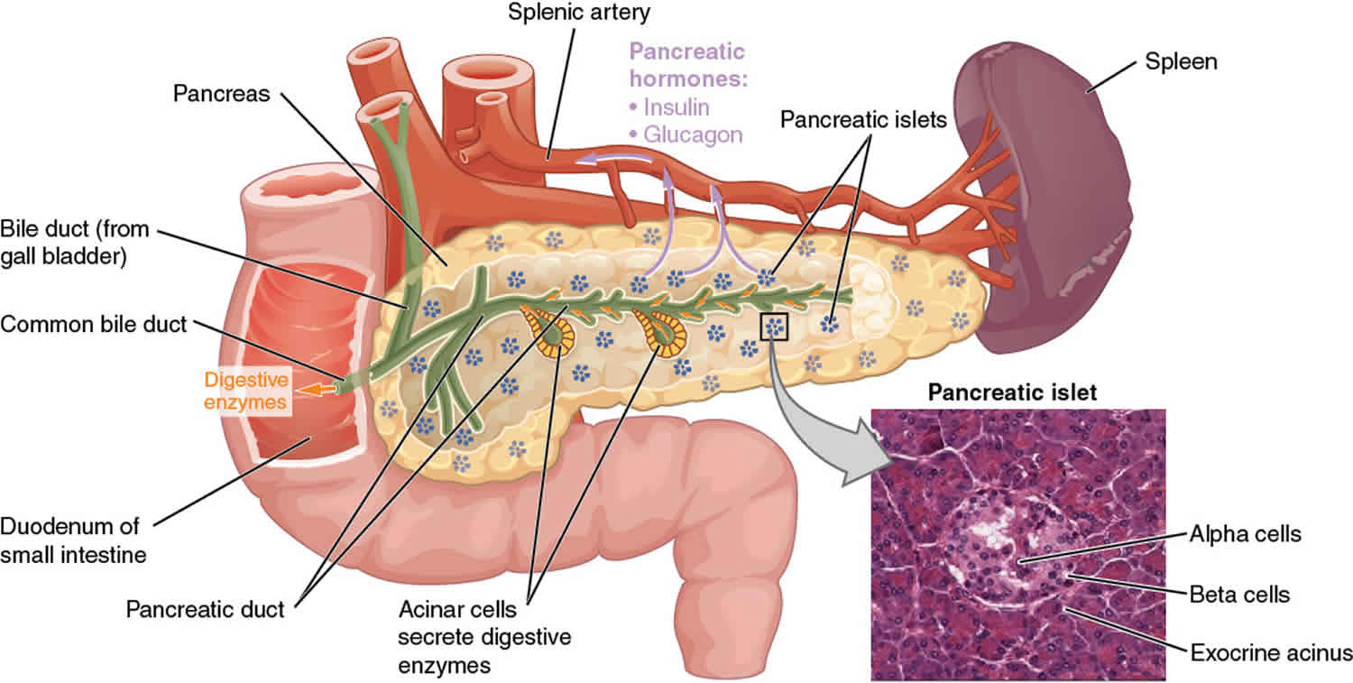 Congenital hyperinsulinism causes, symptoms, diagnosis, treatment ...