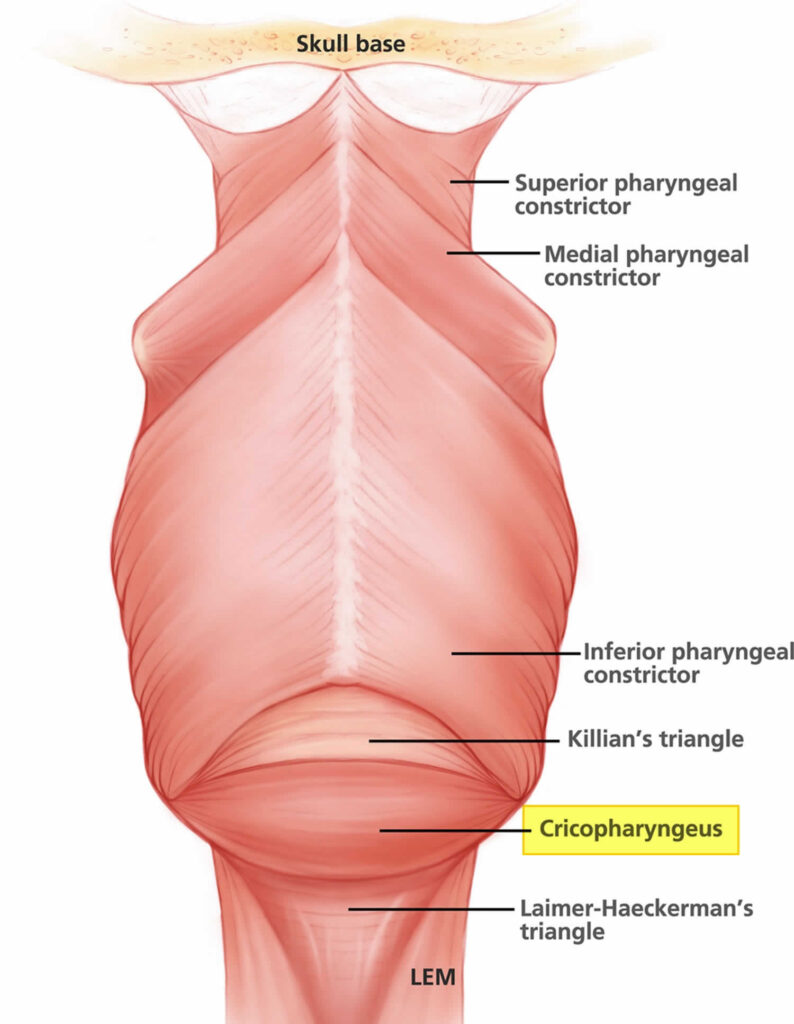 inferior pharyngeal constrictor innervatin