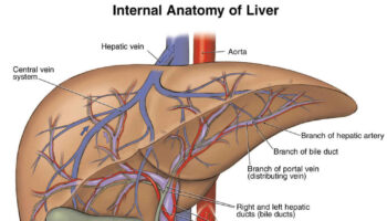 fulminant hepatic failure