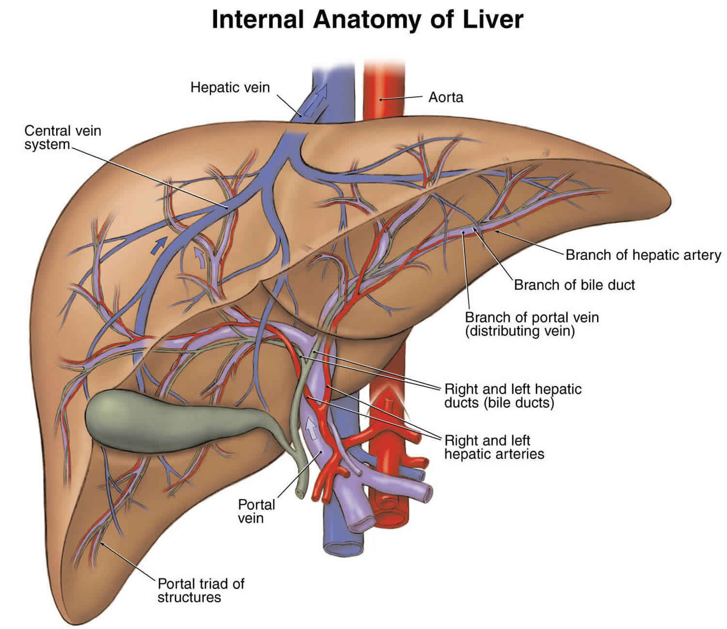 fulminant-hepatic-failure-causes-symptoms-diagnosis-treatment