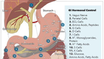 gastrointestinal-hormones