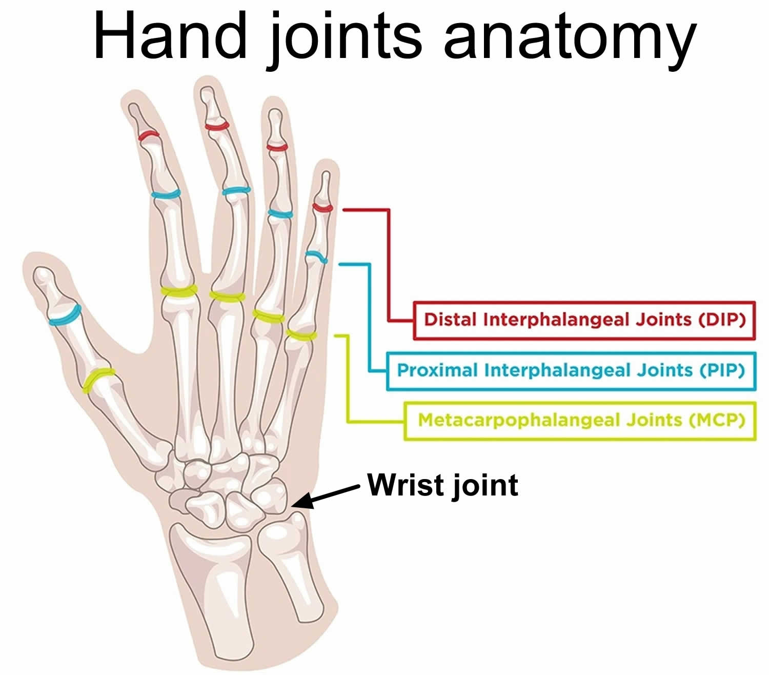 Hand And Wrist Joints
