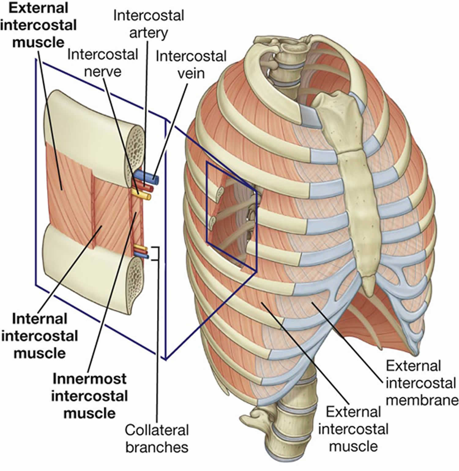 difference between internal and external intercostal muscles