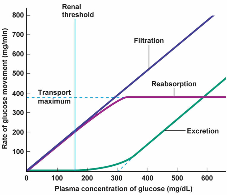 renal-threshold-for-glucose-definition-and-controls