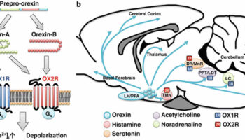 orexin