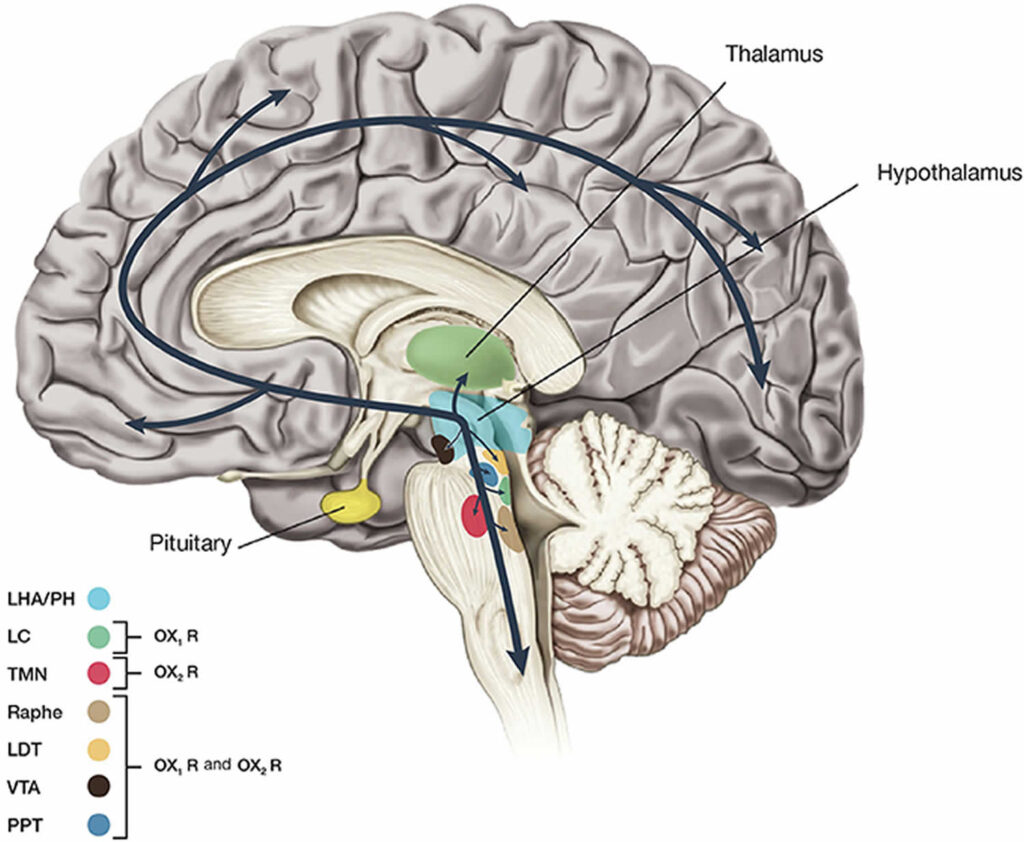 Orexin function, production and receptor