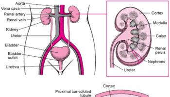 pseudohypoaldosteronism