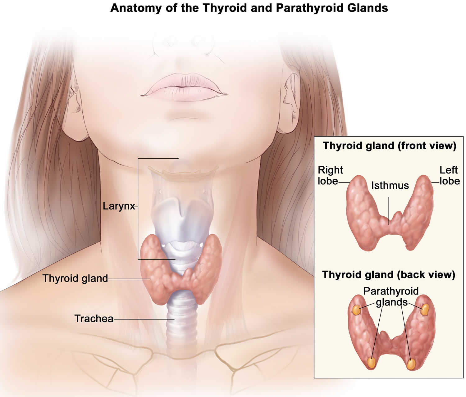 What Symptoms Can A Large Thyroid Nodule Cause