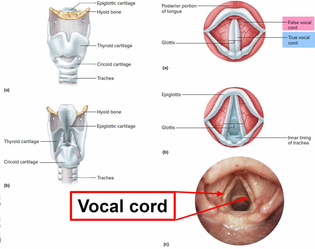 Vocal cord cyst causes, symptoms, diagnosis, treatment & prognosis