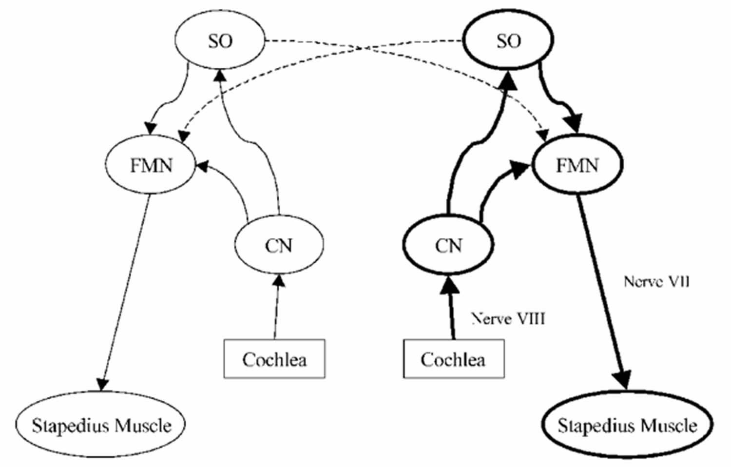 auditory reflex pathway