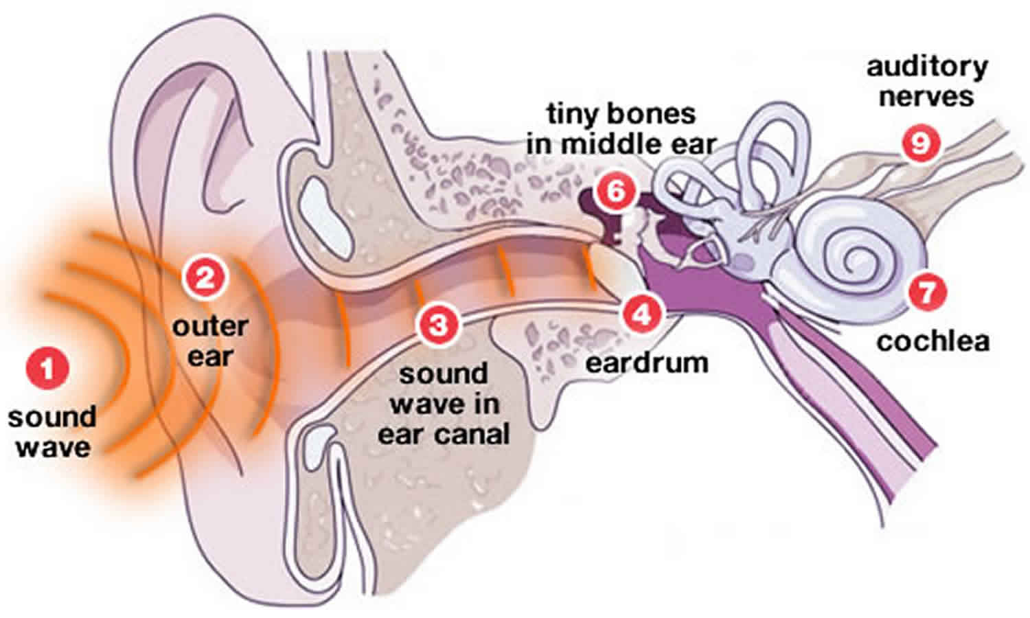 Ear hearing. Ears система. Звук Ear. Parts of hearing. Ear Tensifier команды.