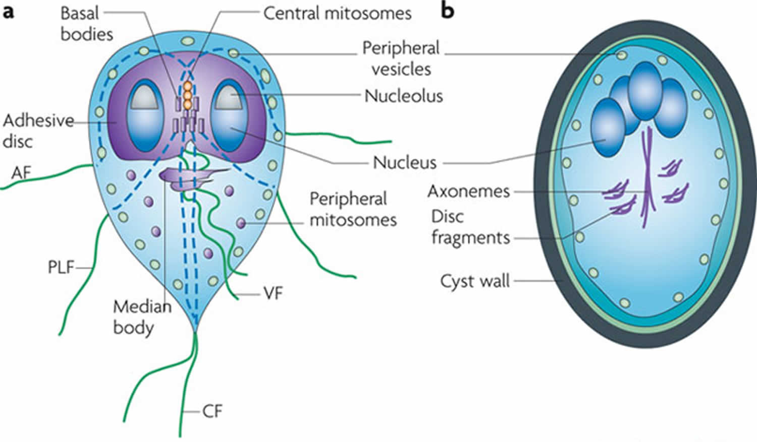 Giardia symptoms and weight loss