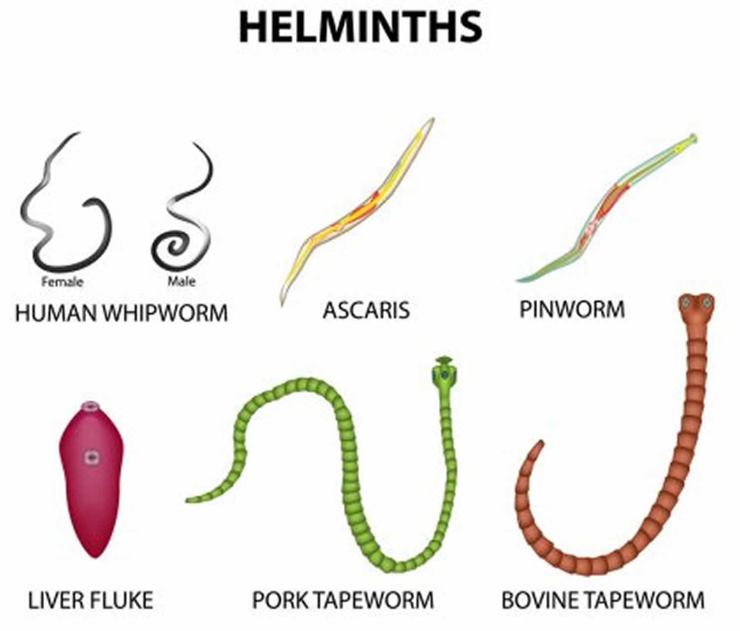 Helminth infection signs and symptoms