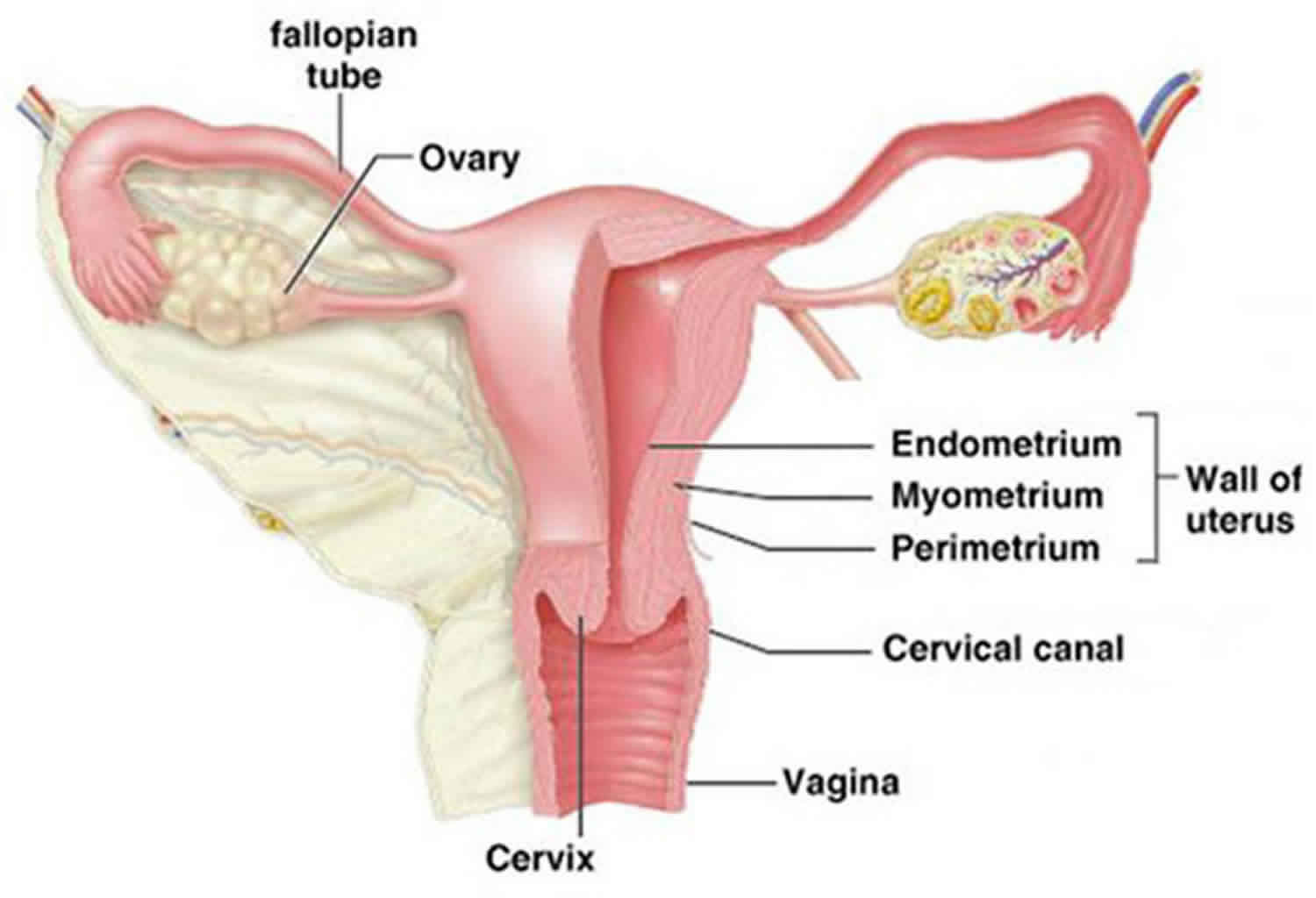 Gastric cancer krukenberg