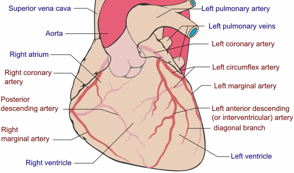 coronary-steal-syndrome-definition-causes-symptoms-diagnosis-treatment