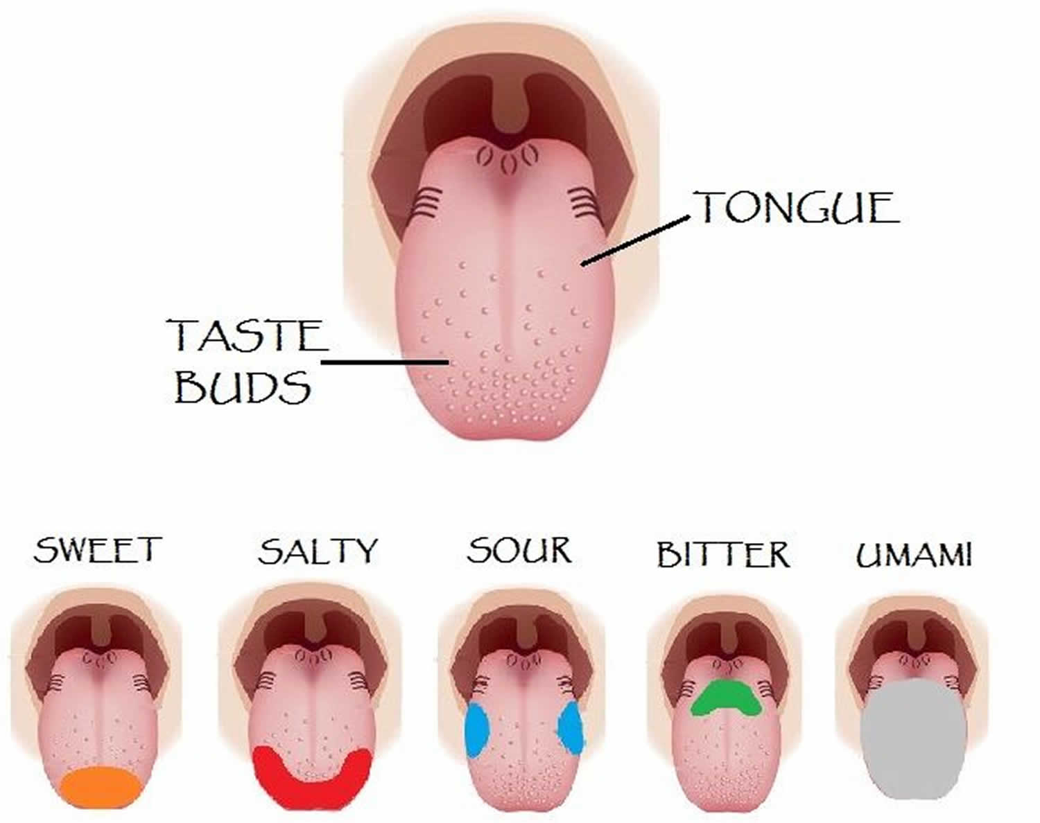 Map of taste buds on human tongue