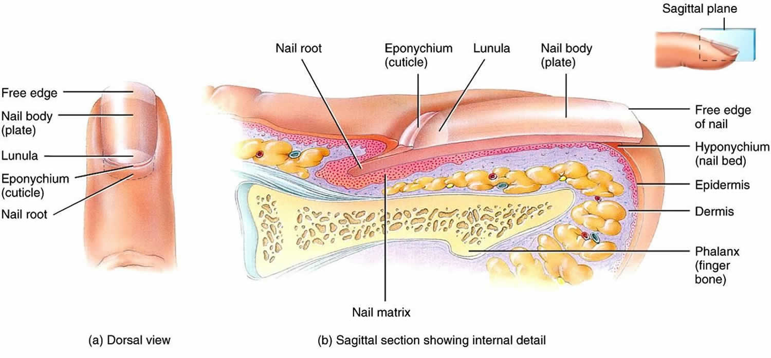 Onychophagia, definition, causes, symptoms, diagnosis & treatment